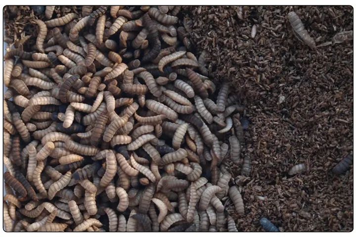 潔匠凈化·的凈工業除臭劑_黑水虻養殖實地設計除臭方案，工業除臭劑解決惡臭難題！