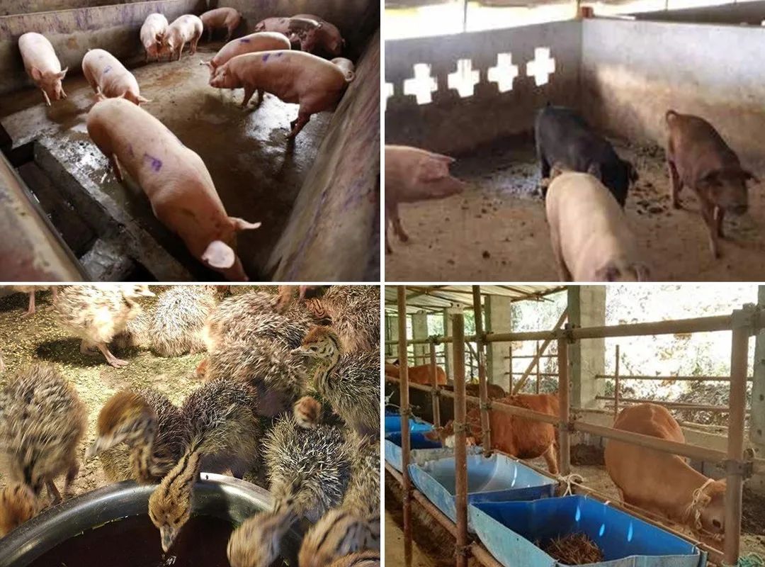 養殖場臭味難治理？潔匠凈化幫您輕松解決！